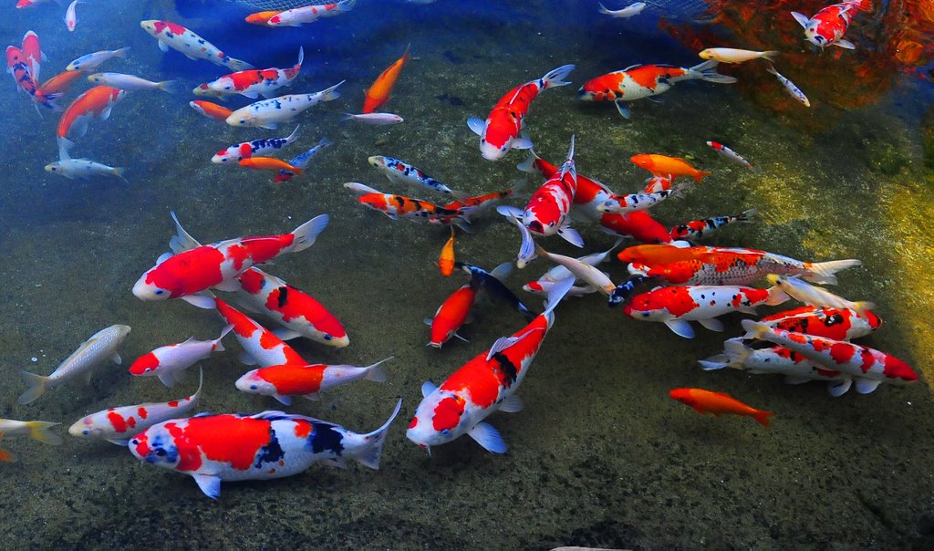 Buy Koi Ireland Clearly Aquatics