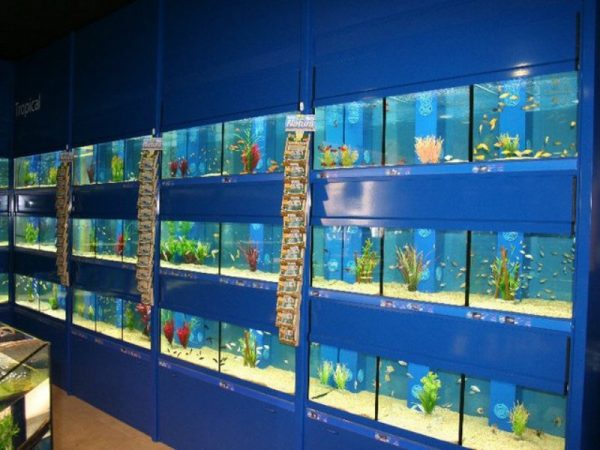 Dobbies Lisburn -Aquarium Installation , pond and filtration systems